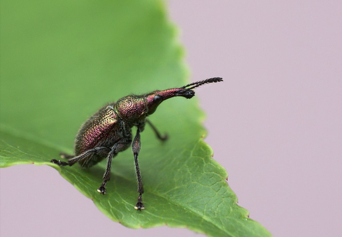 Curculionidae?ma quale? - Rhynchites auratus (Rhynchitidae)